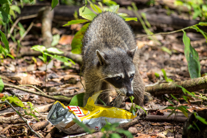 Raccoon Eating Lays Potato Chips
